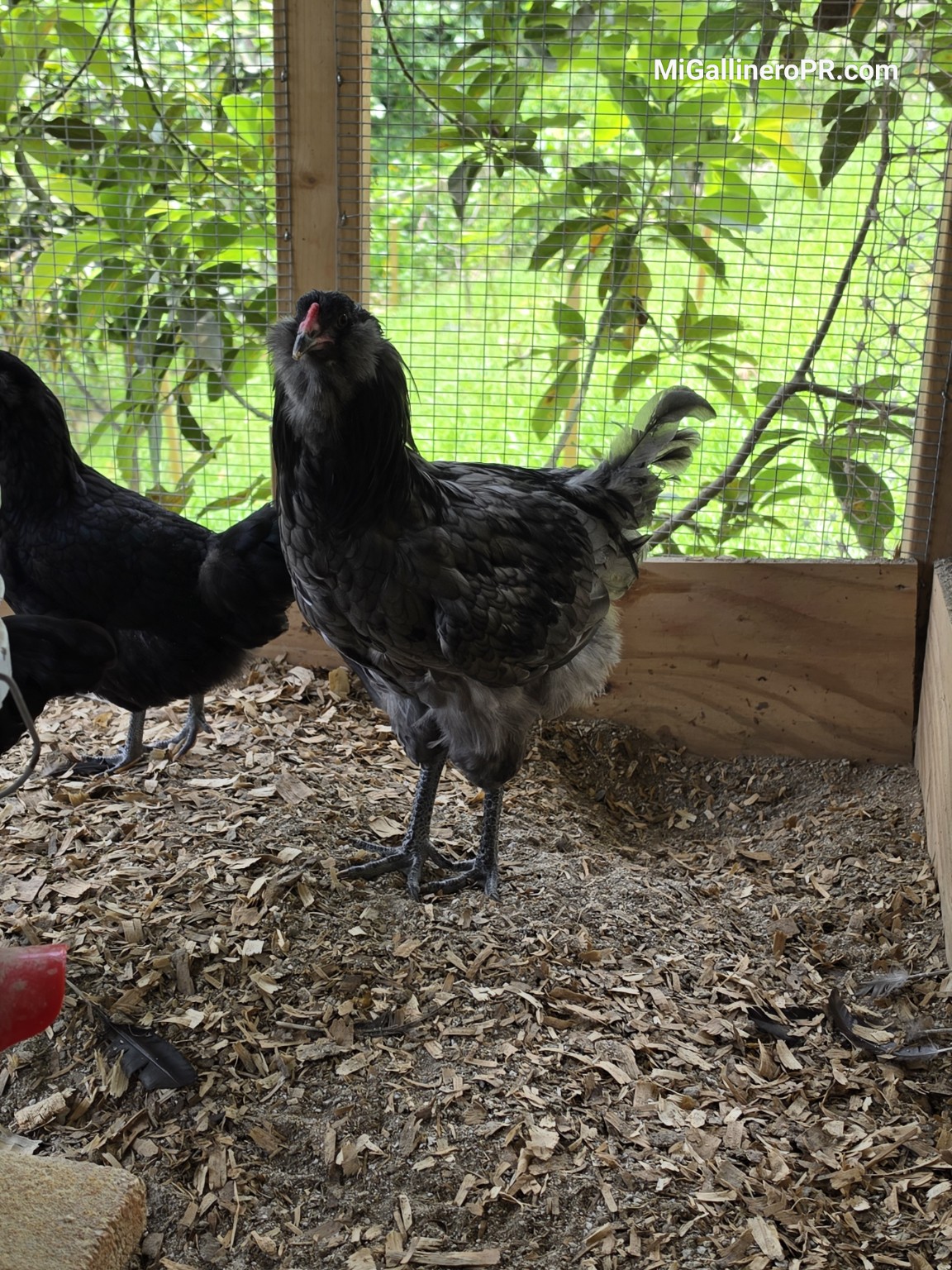 Ameraucana azul de cuerpo completo