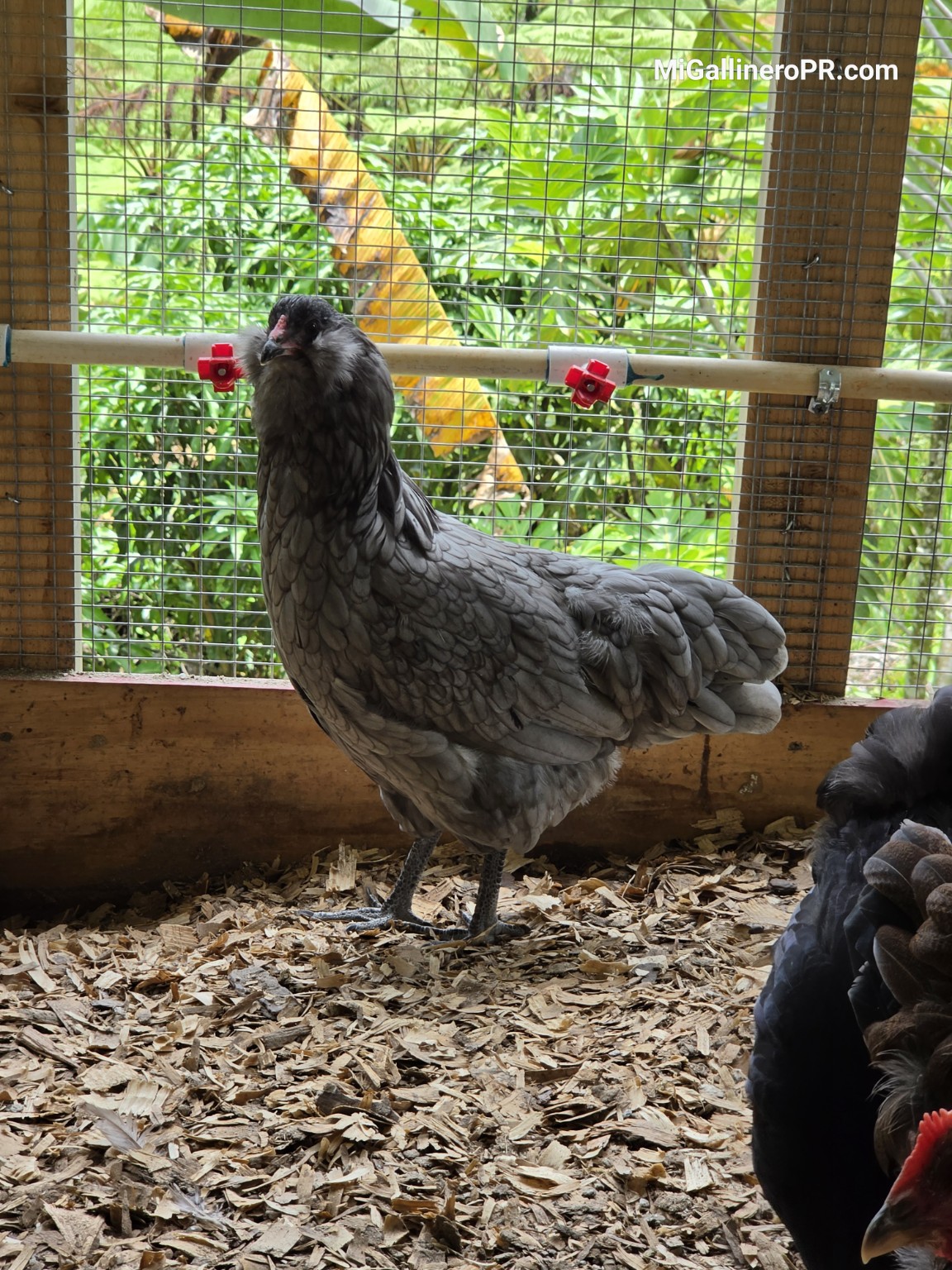 Ameraucana azul en el gallinero