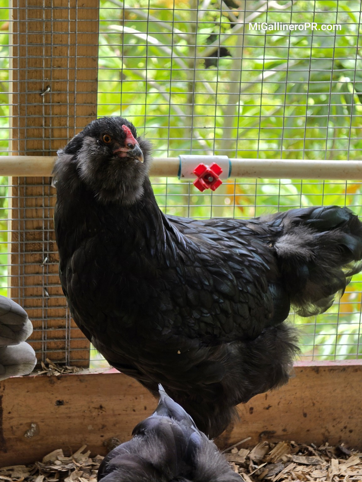 Ameraucana negra