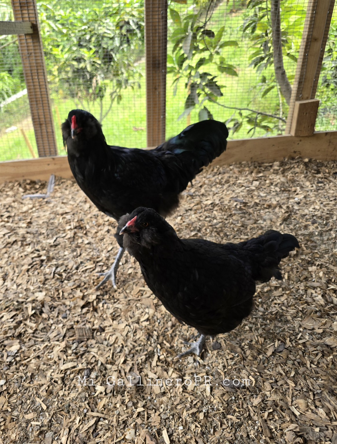 Ameraucanas negras