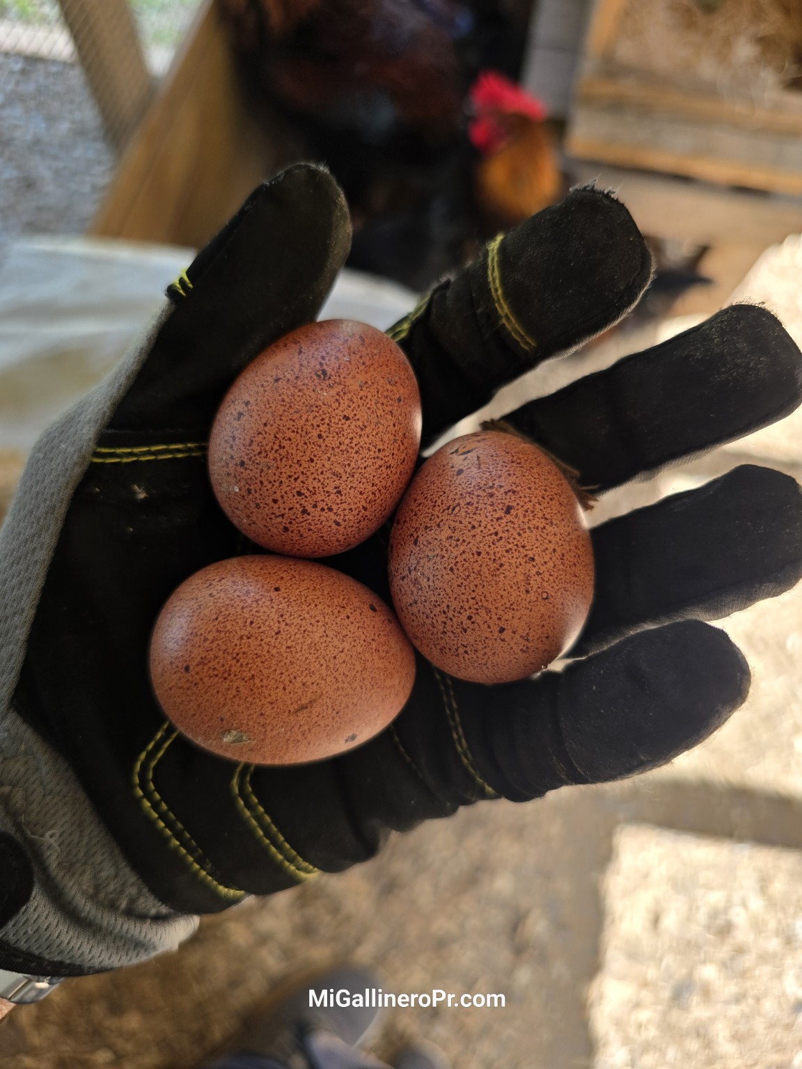 Huevos pintos recién recogidos