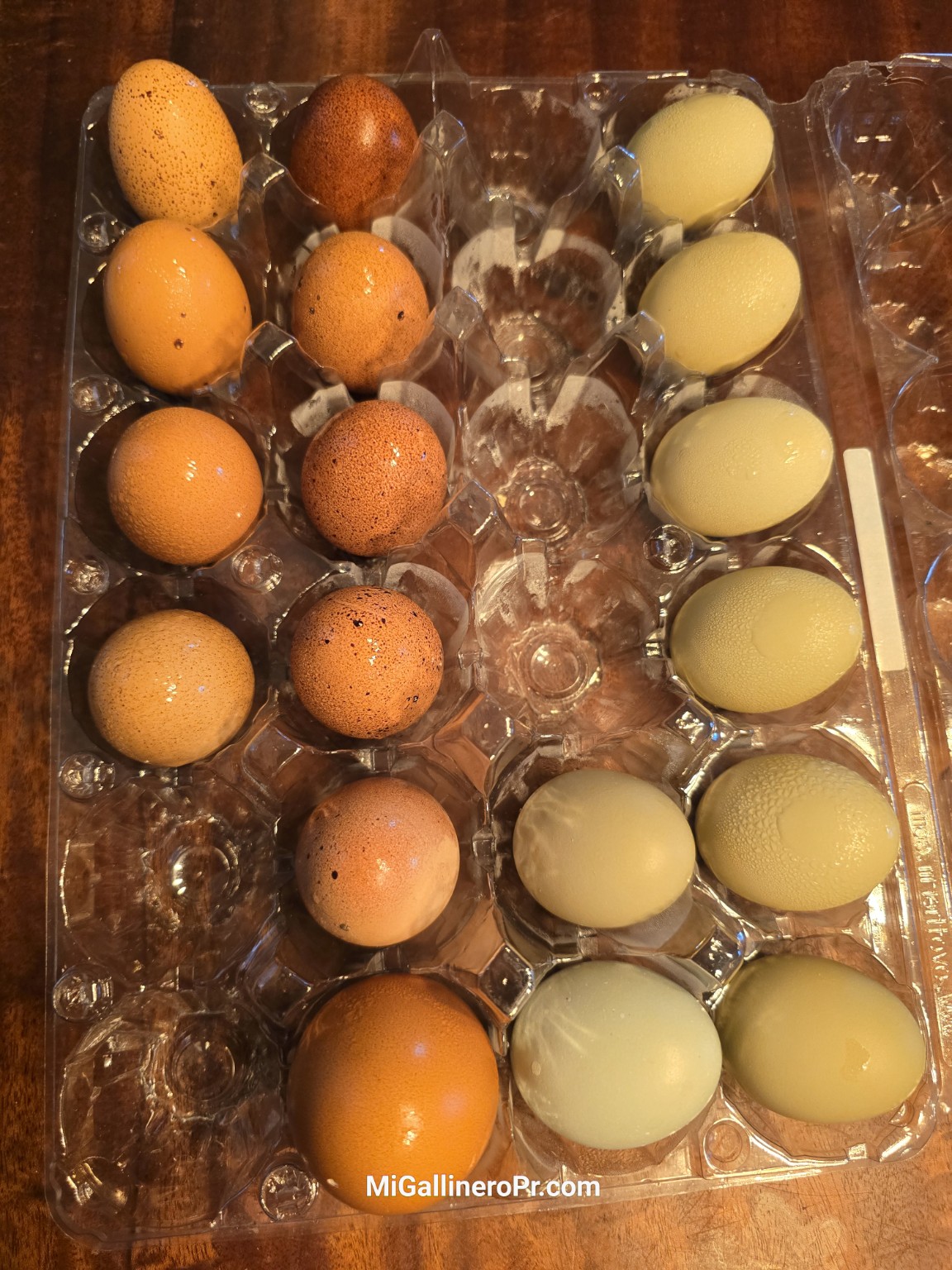 A la izquierda, huevos pintos de Welsummer