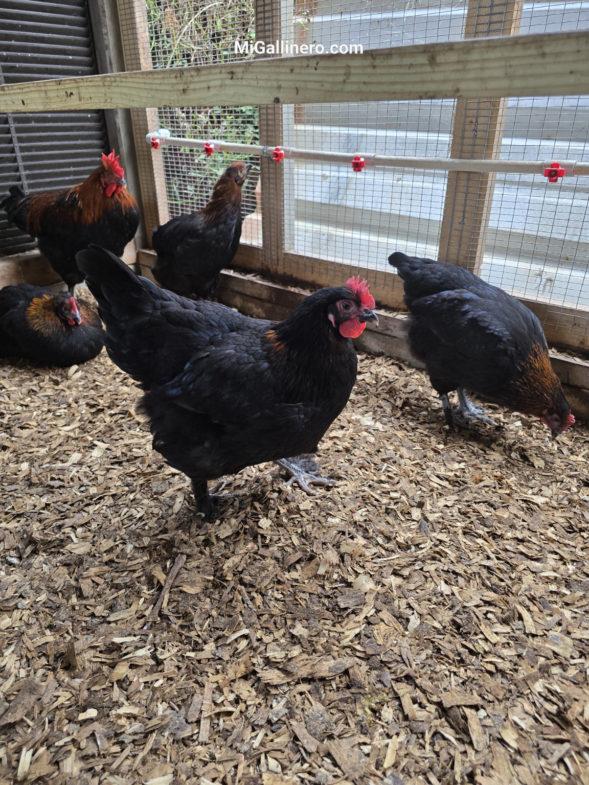 French Black Copper Marans en el gallinero