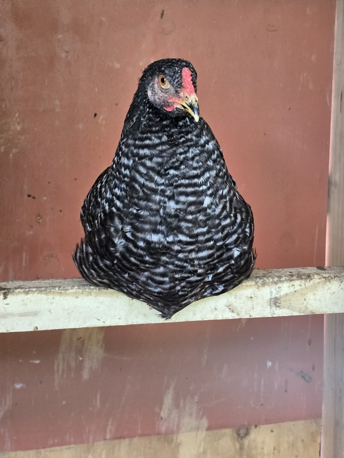 Cuckoo Olive Egger sobre una percha