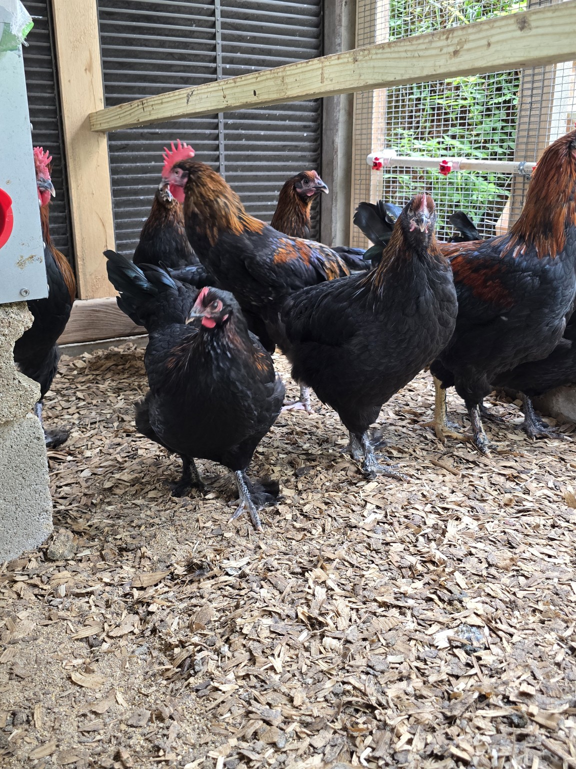 Grupo de French Black Copper Marans