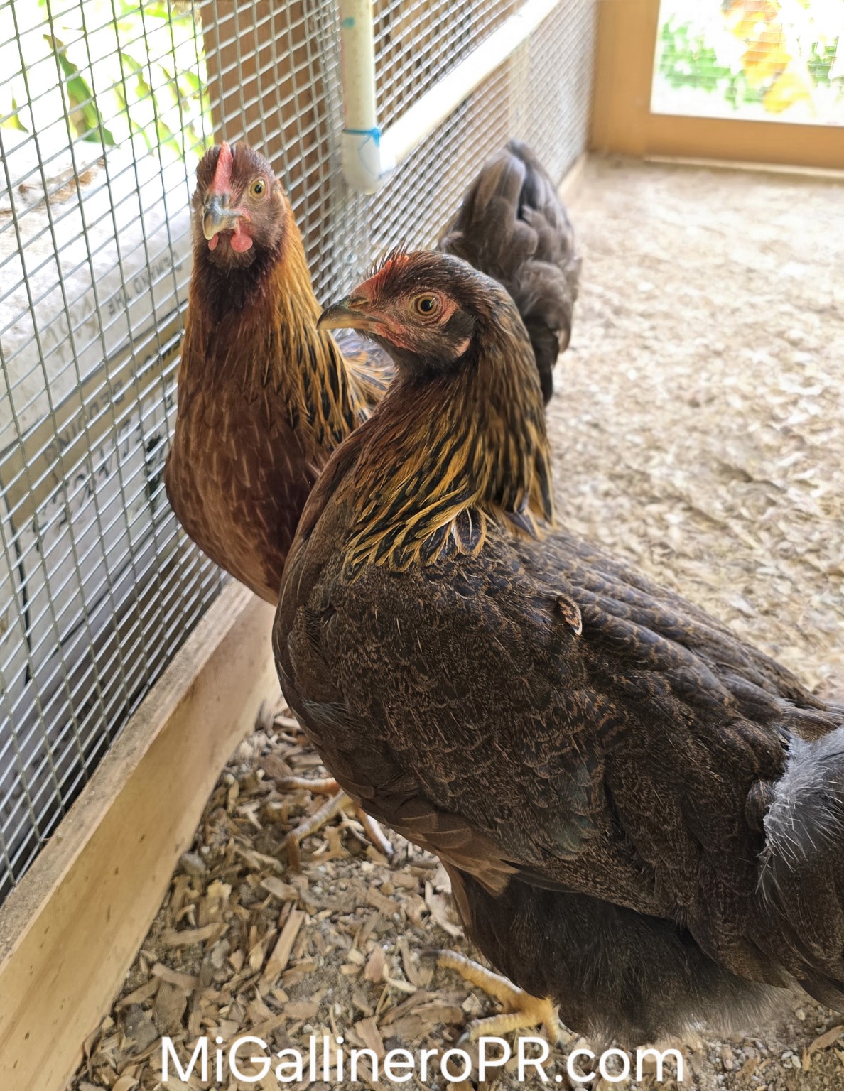 Dos gallinas Welsummer