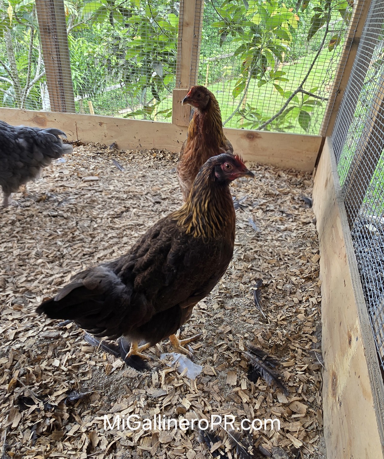 Gallinas Welsummer en el gallinero